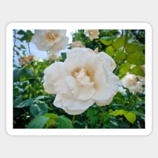 Beautiful White Rose Sticker